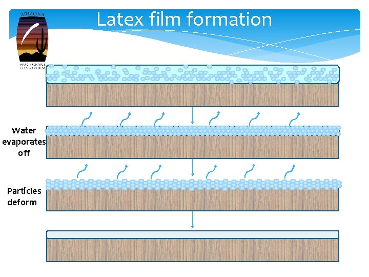 Latex film formation Water evaporates off Particles deform 