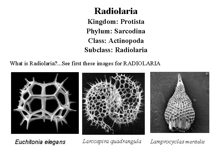 Radiolaria Kingdom: Protista Phylum: Sarcodina Class: Actinopoda Subclass: Radiolaria What is Radiolaria? . .