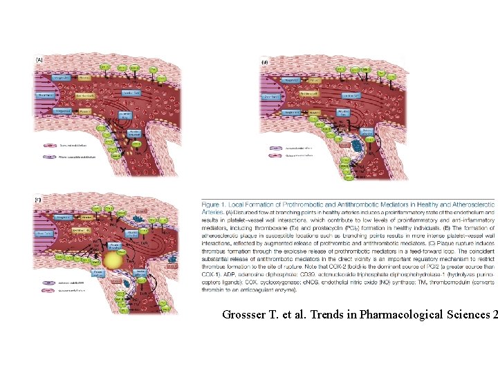 Grossser T. et al. Trends in Pharmacological Sciences 2 