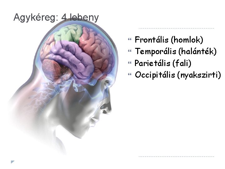 Az agy anatómiai felépítése és a központi idegrendszer főbb funkciói | idsign.hu