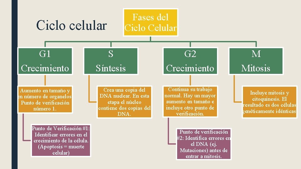 Fases del Ciclo Celular Ciclo celular G 1 S G 2 M Crecimiento Síntesis