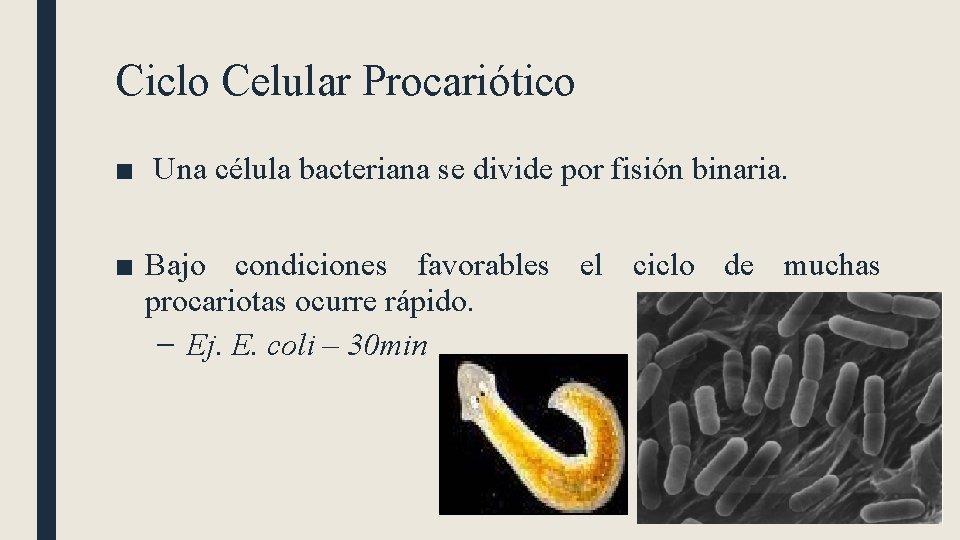 Ciclo Celular Procariótico ■ Una célula bacteriana se divide por fisión binaria. ■ Bajo