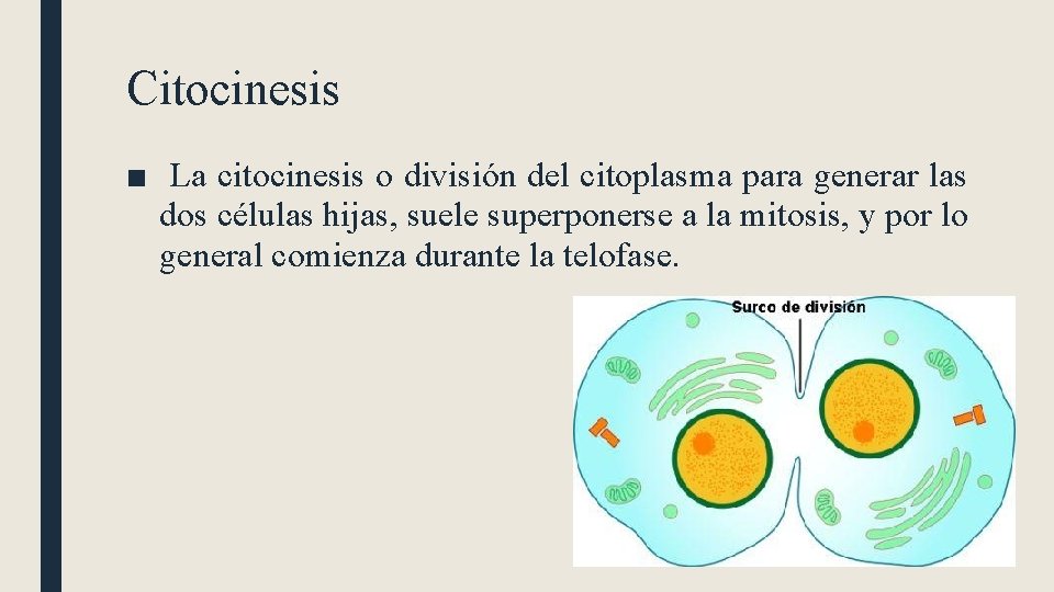 Citocinesis ■ La citocinesis o división del citoplasma para generar las dos células hijas,