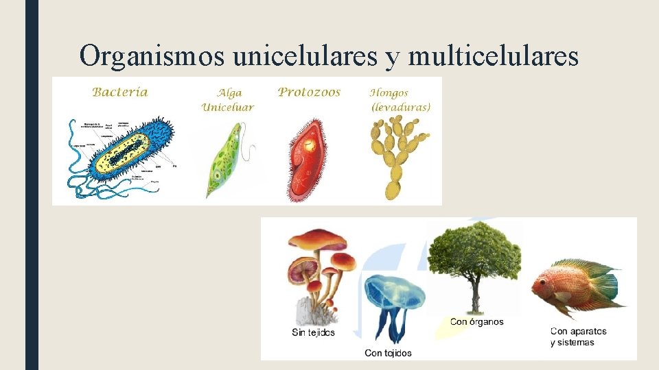 Organismos unicelulares y multicelulares 