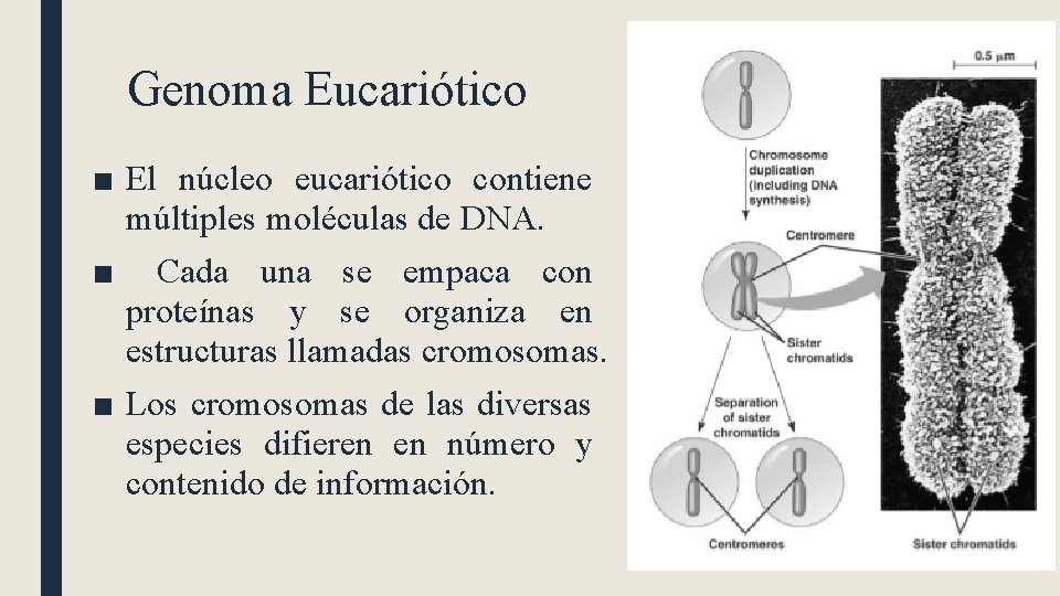 Genoma Eucariótico ■ El núcleo eucariótico contiene múltiples moléculas de DNA. ■ Cada una