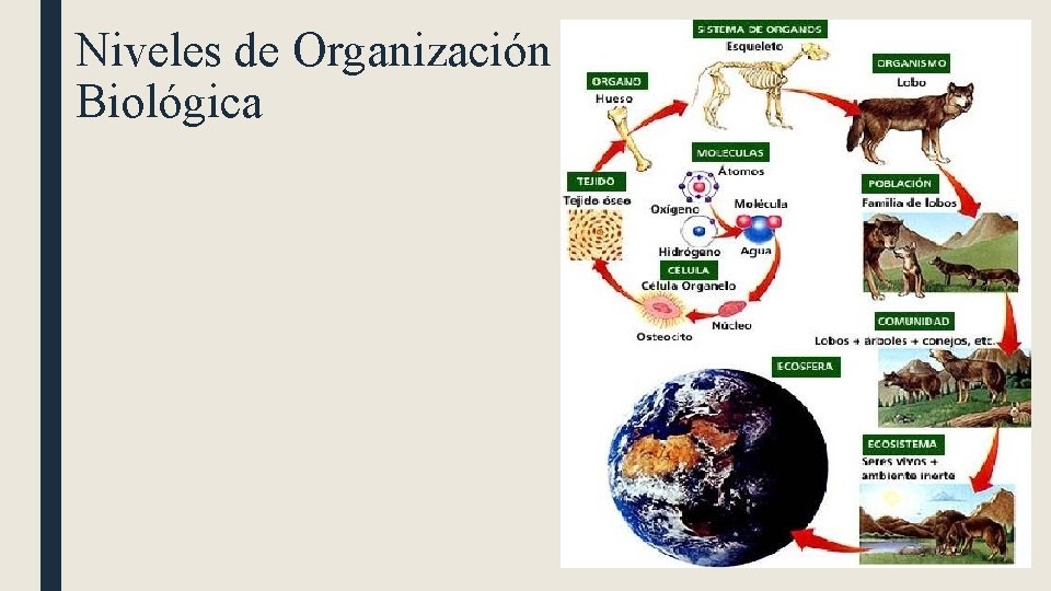 Niveles de Organización Biológica 