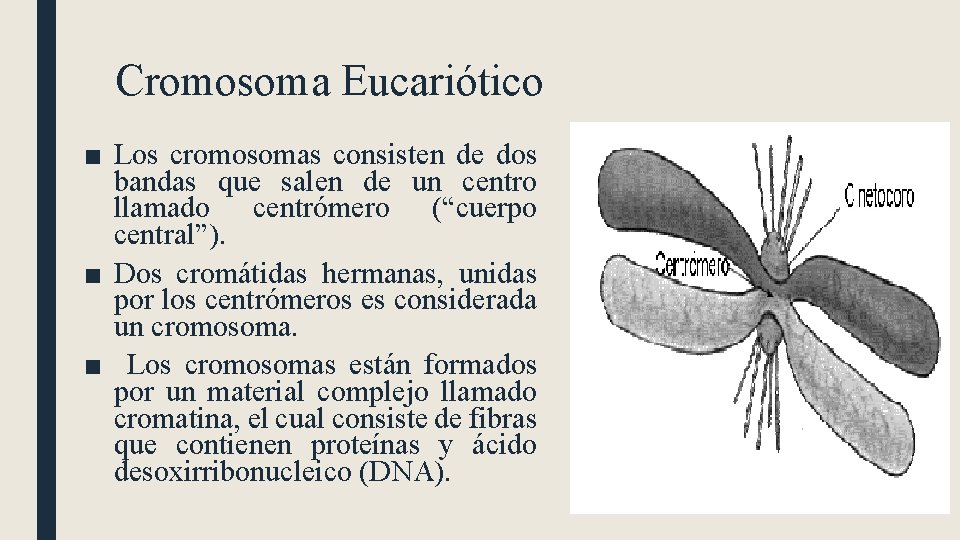 Cromosoma Eucariótico ■ Los cromosomas consisten de dos bandas que salen de un centro