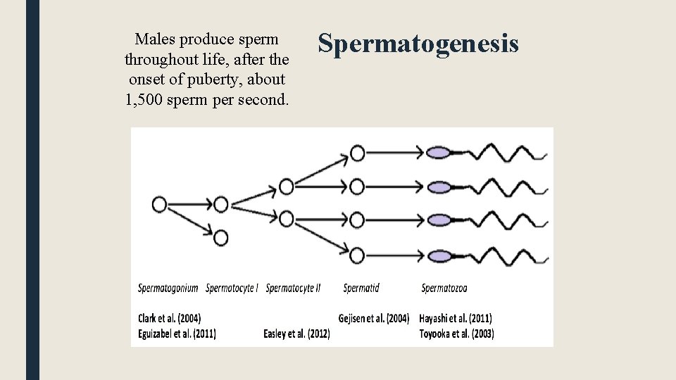 Males produce sperm throughout life, after the onset of puberty, about 1, 500 sperm