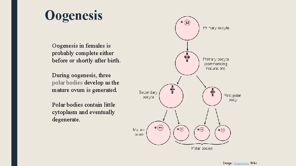 Oogenesis in females is probably complete either before or shortly after birth. During oogenesis,