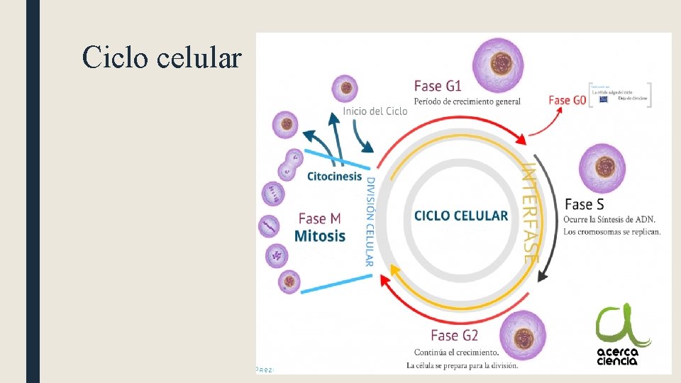 Ciclo celular 