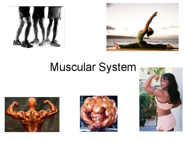 Muscular System 