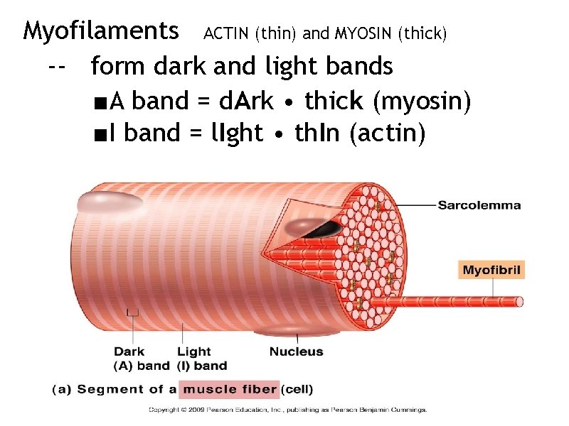 Myofilaments ACTIN (thin) and MYOSIN (thick) -- form dark and light bands ■A band