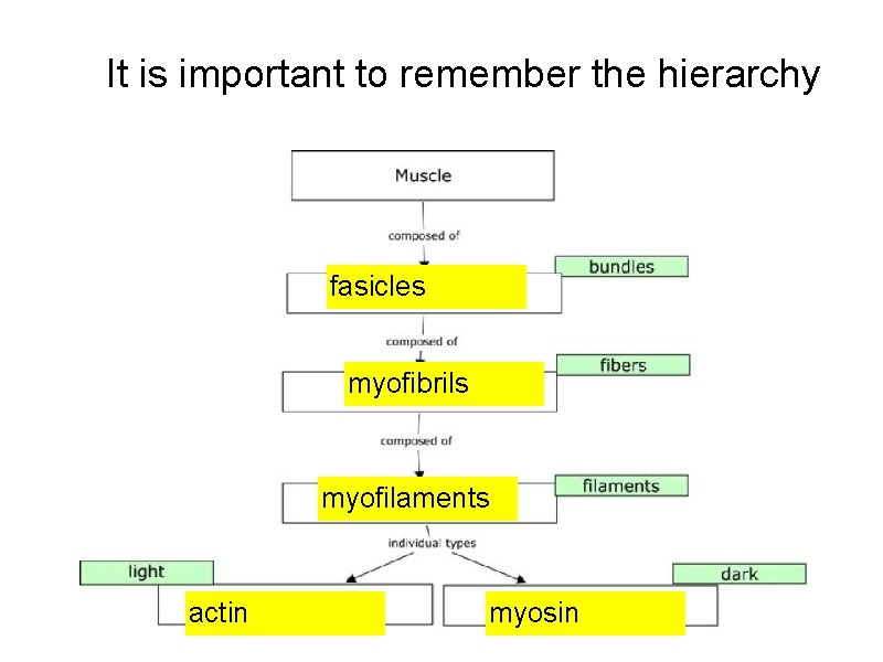 It is important to remember the hierarchy fasicles myofibrils myofilaments actin myosin 