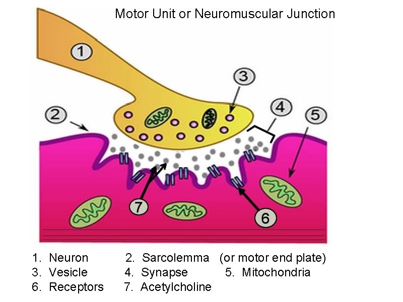 Motor Unit or Neuromuscular Junction 1. Neuron 2. Sarcolemma (or motor end plate) 3.