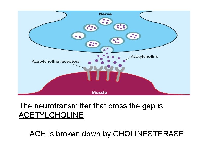 The neurotransmitter that cross the gap is ACETYLCHOLINE ACH is broken down by CHOLINESTERASE