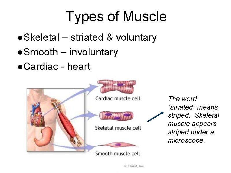 Types of Muscle ●Skeletal – striated & voluntary ●Smooth – involuntary ●Cardiac - heart