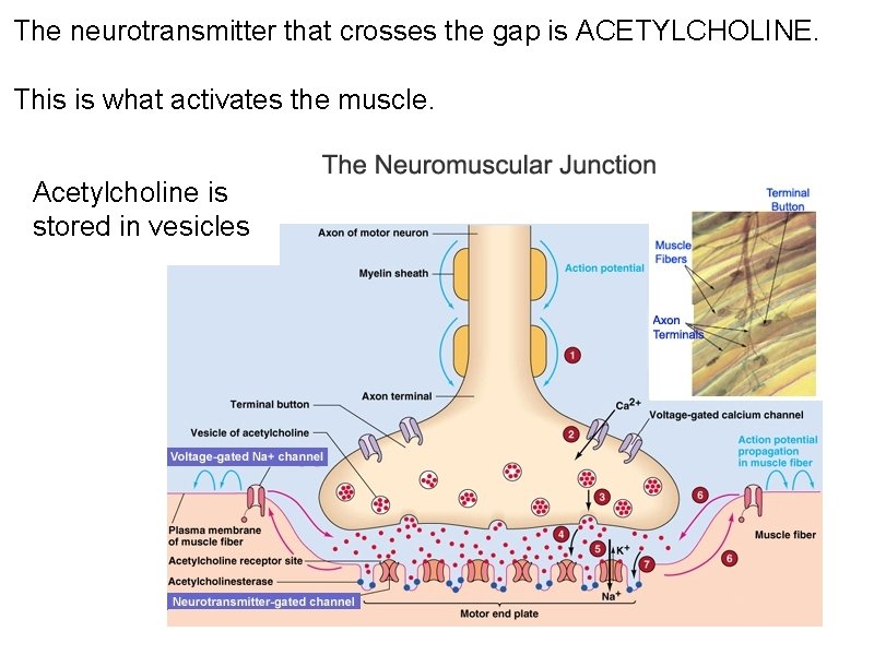 The neurotransmitter that crosses the gap is ACETYLCHOLINE. This is what activates the muscle.