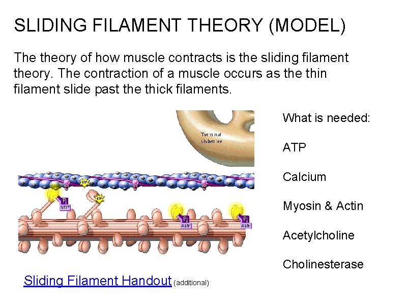 SLIDING FILAMENT THEORY (MODEL) The theory of how muscle contracts is the sliding filament