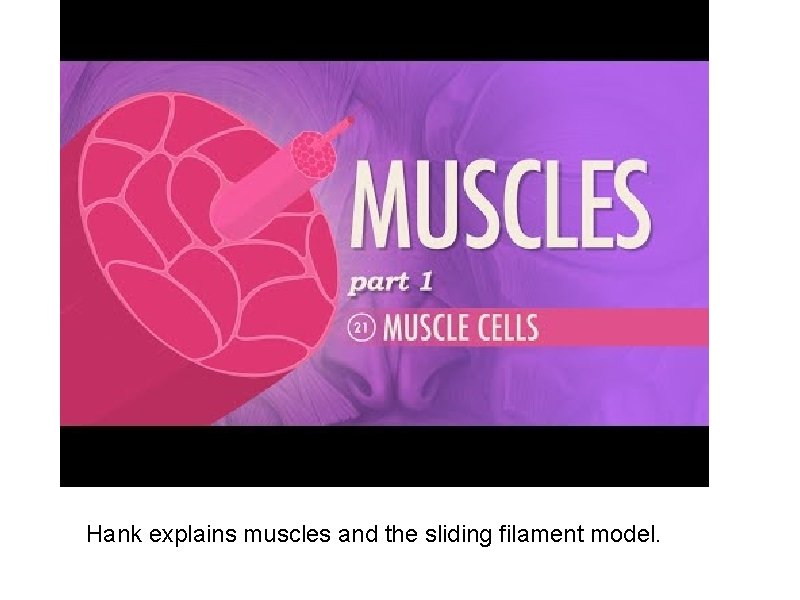 Hank explains muscles and the sliding filament model. 