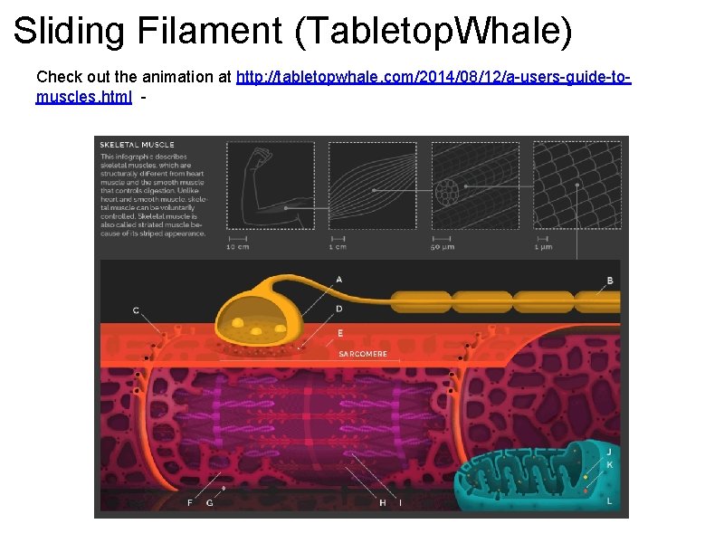 Sliding Filament (Tabletop. Whale) Check out the animation at http: //tabletopwhale. com/2014/08/12/a-users-guide-tomuscles. html -