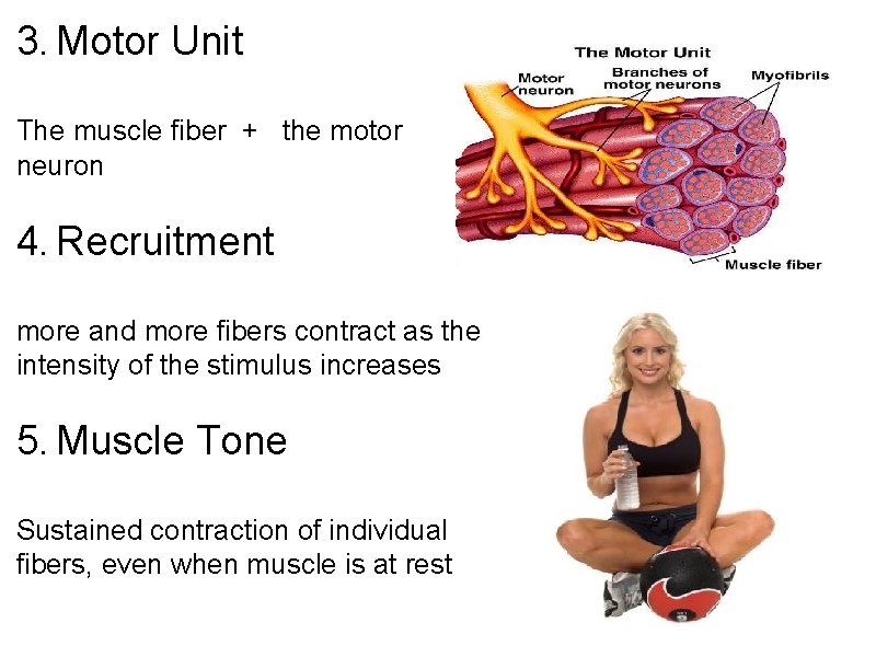 3. Motor Unit The muscle fiber + the motor neuron 4. Recruitment more and