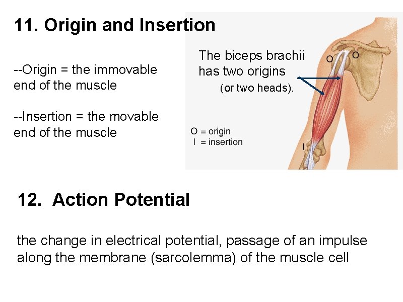 11. Origin and Insertion --Origin = the immovable end of the muscle The biceps