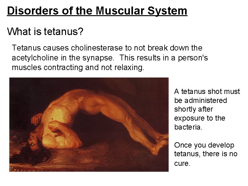 Disorders of the Muscular System What is tetanus? Tetanus causes cholinesterase to not break