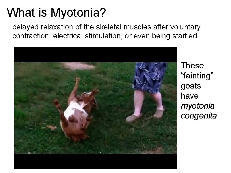 What is Myotonia? delayed relaxation of the skeletal muscles after voluntary contraction, electrical stimulation,