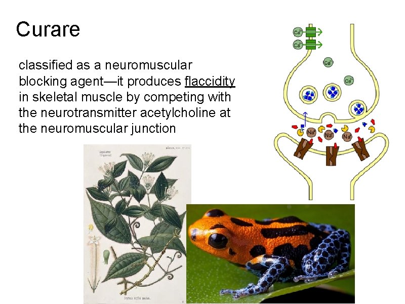 Curare classified as a neuromuscular blocking agent—it produces flaccidity in skeletal muscle by competing