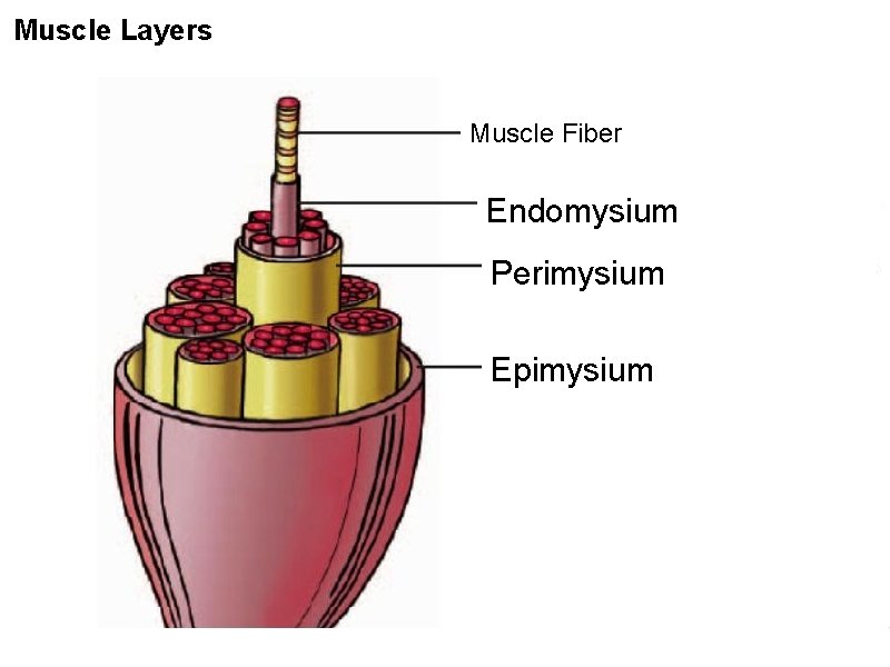 Muscle Layers Muscle Fiber Endomysium Perimysium Epimysium 