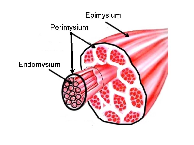 Epimysium Perimysium Endomysium 