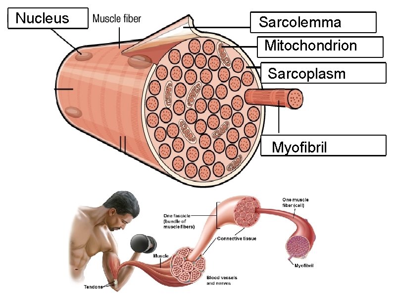 Nucleus Sarcolemma Mitochondrion Sarcoplasm Myofibril 