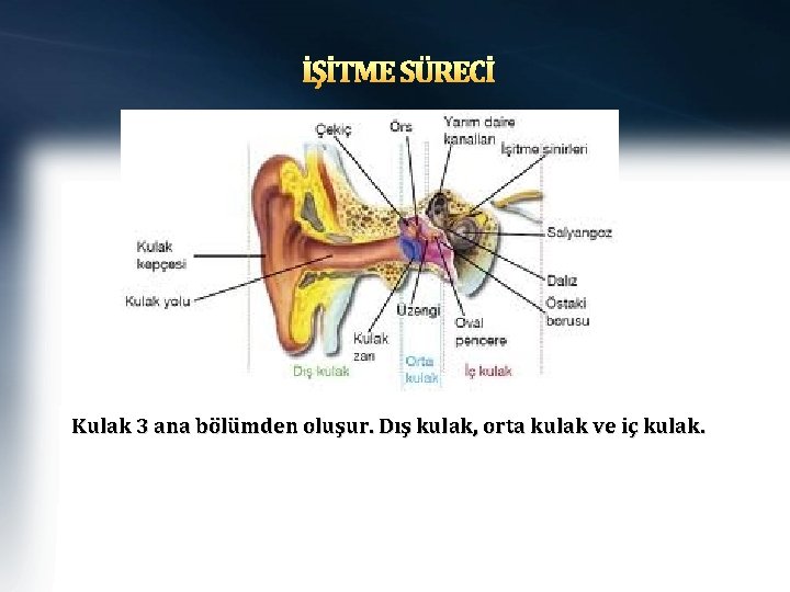 İŞİTME SÜRECİ Kulak 3 ana bölümden oluşur. Dış kulak, orta kulak ve iç kulak.