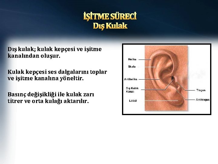 İŞİTME SÜRECİ Dış Kulak Dış kulak; kulak kepçesi ve işitme kanalından oluşur. Kulak kepçesi