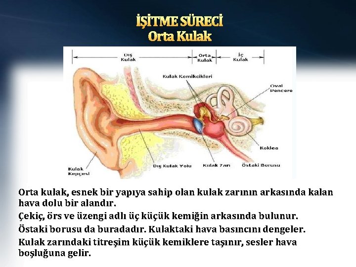 İŞİTME SÜRECİ Orta Kulak Orta kulak, esnek bir yapıya sahip olan kulak zarının arkasında