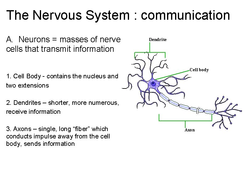 The Nervous System : communication A. Neurons = masses of nerve cells that transmit The Nervous System : communication A. Neurons = masses of nerve cells that transmit