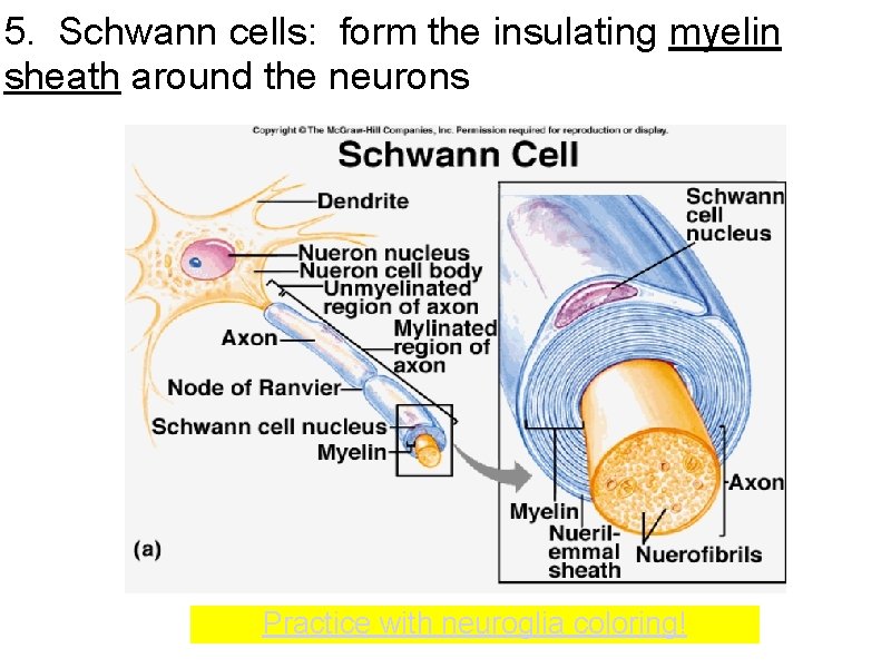 5. Schwann cells: form the insulating myelin sheath around the neurons Practice with neuroglia 5. Schwann cells: form the insulating myelin sheath around the neurons Practice with neuroglia