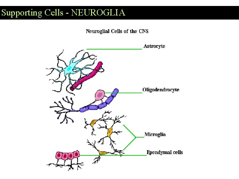 Supporting Cells - NEUROGLIA Supporting Cells - NEUROGLIA