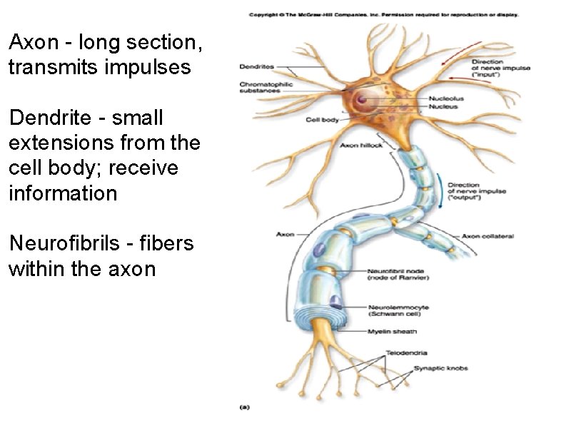 Axon - long section, transmits impulses Dendrite - small extensions from the cell body; Axon - long section, transmits impulses Dendrite - small extensions from the cell body;