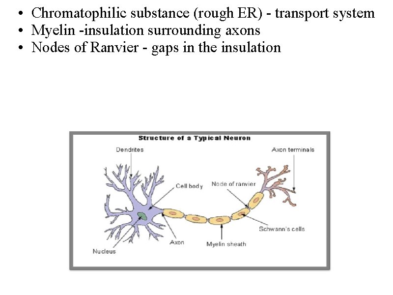 • Chromatophilic substance (rough ER) - transport system • Myelin -insulation surrounding axons • Chromatophilic substance (rough ER) - transport system • Myelin -insulation surrounding axons