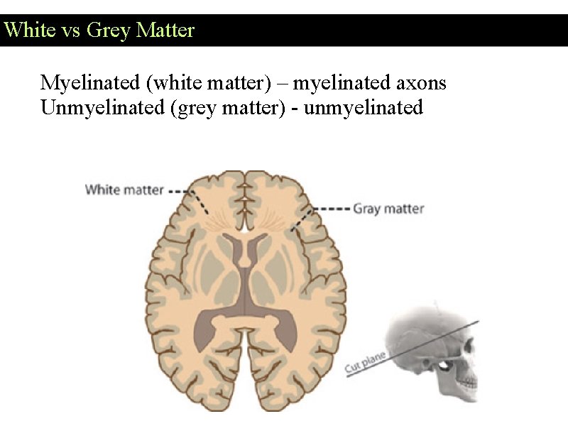 White vs Grey Matter Myelinated (white matter) – myelinated axons Unmyelinated (grey matter) - White vs Grey Matter Myelinated (white matter) – myelinated axons Unmyelinated (grey matter) -