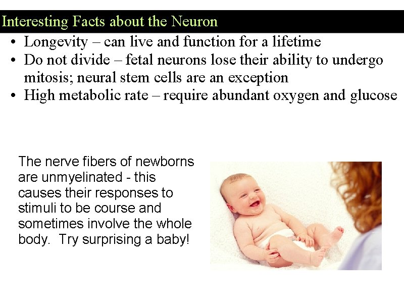 Interesting Facts about the Neuron • Longevity – can live and function for a Interesting Facts about the Neuron • Longevity – can live and function for a