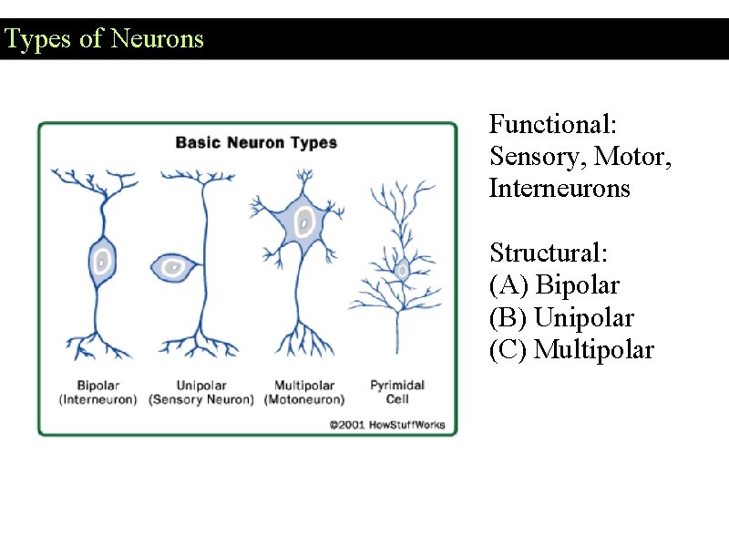 Types of Neurons Functional: Sensory, Motor, Interneurons Structural: (A) Bipolar (B) Unipolar (C) Multipolar Types of Neurons Functional: Sensory, Motor, Interneurons Structural: (A) Bipolar (B) Unipolar (C) Multipolar
