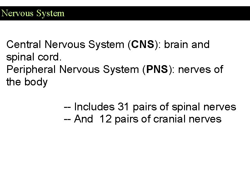 Nervous System Central Nervous System (CNS): brain and spinal cord. Peripheral Nervous System (PNS): Nervous System Central Nervous System (CNS): brain and spinal cord. Peripheral Nervous System (PNS):