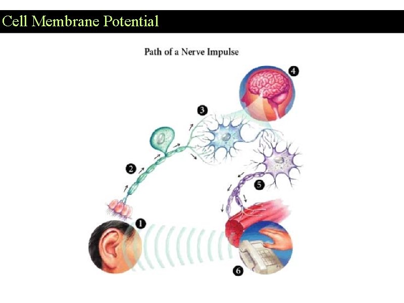 Cell Membrane Potential Cell Membrane Potential