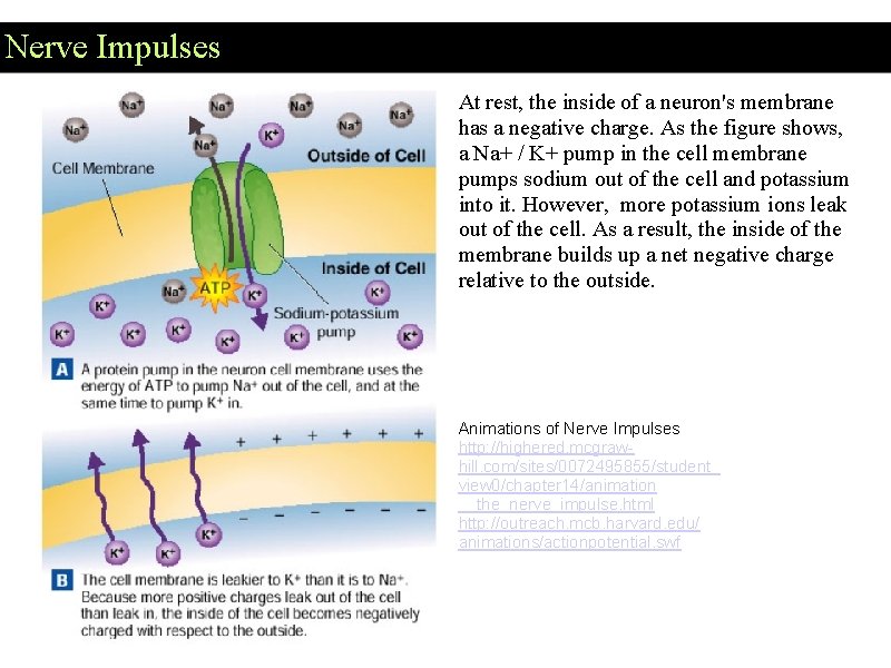 Nerve Impulses At rest, the inside of a neuron's membrane has a negative charge. Nerve Impulses At rest, the inside of a neuron's membrane has a negative charge.