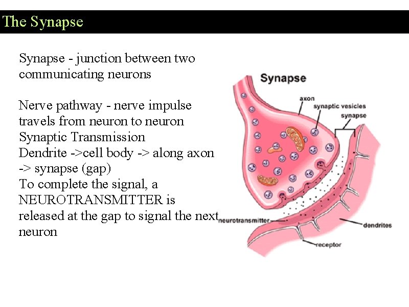 The Synapse - junction between two communicating neurons Nerve pathway - nerve impulse travels The Synapse - junction between two communicating neurons Nerve pathway - nerve impulse travels