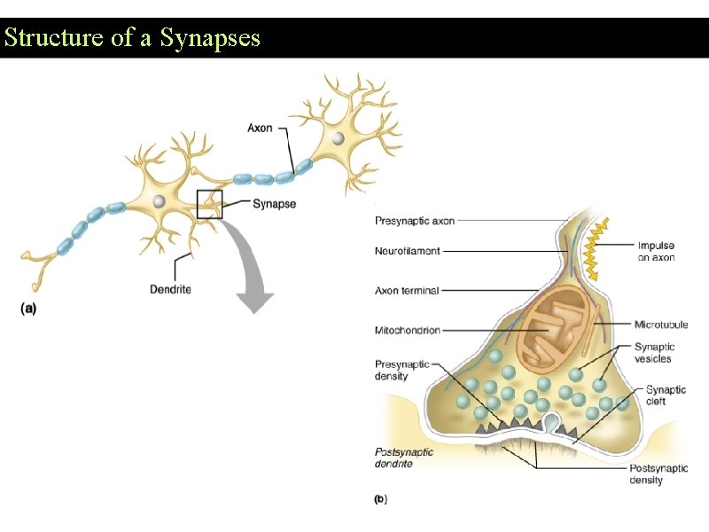 Structure of a Synapses Structure of a Synapses