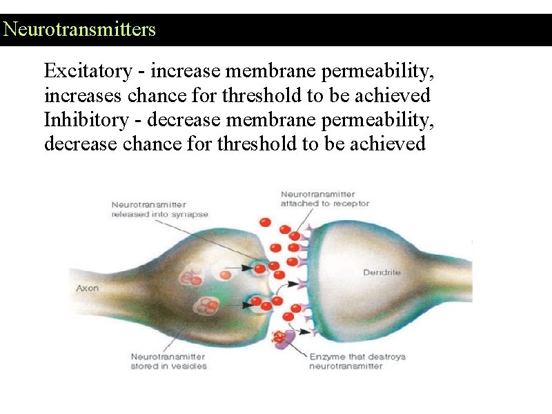 Neurotransmitters Excitatory - increase membrane permeability, increases chance for threshold to be achieved Inhibitory Neurotransmitters Excitatory - increase membrane permeability, increases chance for threshold to be achieved Inhibitory