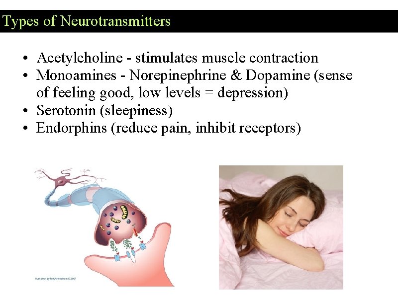 Types of Neurotransmitters • Acetylcholine - stimulates muscle contraction • Monoamines - Norepinephrine & Types of Neurotransmitters • Acetylcholine - stimulates muscle contraction • Monoamines - Norepinephrine &
